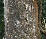 Harra (Terminalia chebula) trunk at 23 Mile, Duars, WB W IMG 59023.jpg