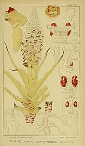 plate 83 Pterygodium orobanchoides Corycium orobanchoides