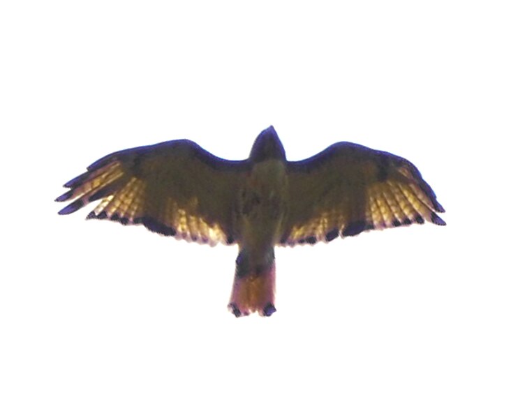 File:Hawk (14779669237).jpg