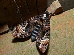 Imago (Parc national du Kinabalu, Malaisie)