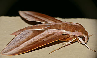 <i>Theretra suffusa</i> Species of moth