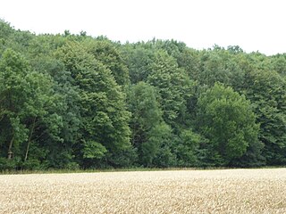 <span class="mw-page-title-main">Hay Wood, Whepstead</span> Designated conservation area in Suffolk, England