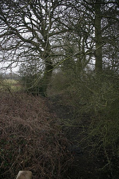 File:Hedge covered ditch - geograph.org.uk - 1711866.jpg