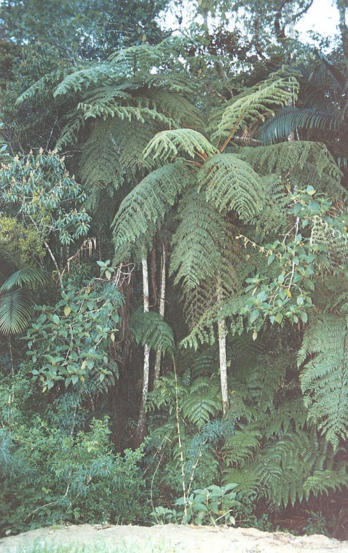 Helechos arborescentes de unos 10 m de altura, a unos 2000 m s. n. m., junto a la carretera cerca de la Colonia Tovar, estado Aragua, Venezuela.