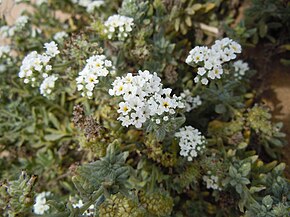 Описание изображения Heliotropium ramosissimum Playa de Papagayo.jpg.