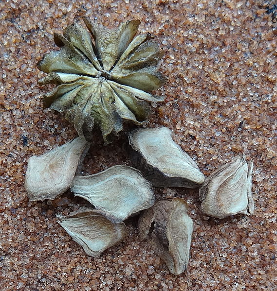 File:Helmiopsiella fruit seed (13946743583).jpg