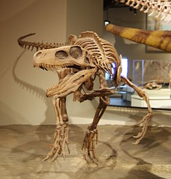 Herrerasaurus front (Field museum).jpg