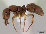 List Of Ant Subfamilies