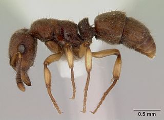 Heteroponerinae subfamily of insects