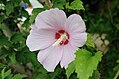 Hibiscus syriacus Hibiscus Syriacus.JPG