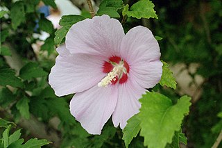 <i>Hibiscus syriacus</i> Species of flowering plant