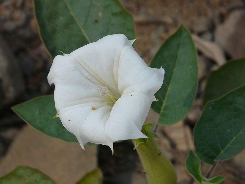 File:Hindu Datura (3275897585).jpg