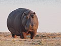 Deutsch: Flusspferde English: hippopotamuses Hippopotamidae (cat.)