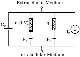 <span class="mw-page-title-main">Hodgkin–Huxley model</span> Describes how neurons transmit electric signals