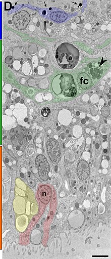 Ultrastructure of Hoilungia Hongkongensis. The upper epithelium (blue bar) with monociliated cells (light blue). The intermediate layer (green bar) consists of nonciliated fiber cells (labeled "fc" in light green). The lower epithelium (orange bar) is mostly made up of monociliated cylinder cells (light red). Scale bar is 2 mm. Hoilungia structure.jpg