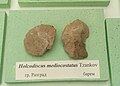 en:Holcodiscus mediocostatus Tzankov, en:Barremian, en:Razgrad Province at the en:Sofia University "St. Kliment Ohridski" Museum of Paleontology and Historical Geology
