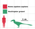 Homo sapiens VS Vectiraptor greeni size comparison.svg