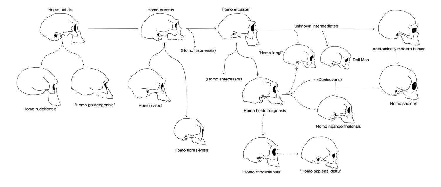Evolution of the shape, size, and contours of the human (Homo) skull[158][159][a][162][d][164][165][166][167][168][101][169][170]