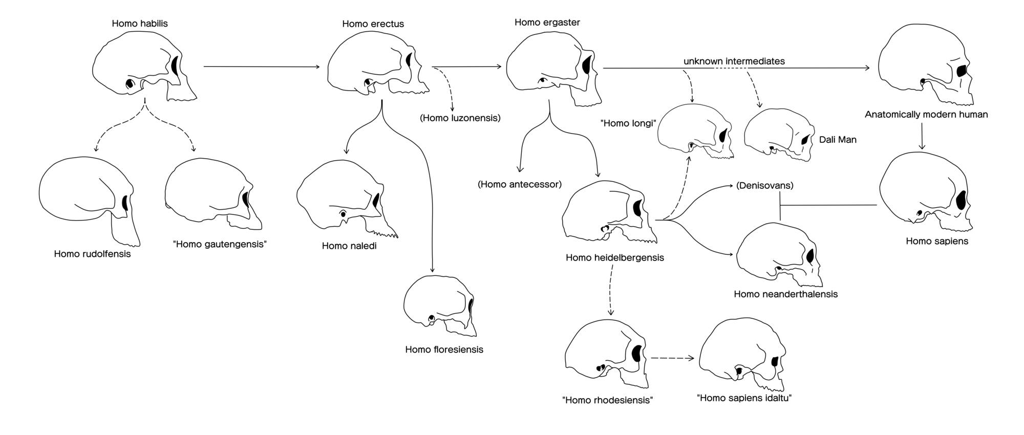 Evolution of the shape, size, and contours of the human (Homo) skull.[54][55][c][59][d][61][62][63][64][65][66][67][68]