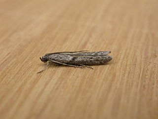 <i>Homoeosoma vagella</i> Species of moth