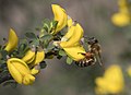 * Nomination A honeybee (Apis mellifera) nectaring on flowers of spiny broom (Calicotome villosa).--Zcebeci 22:01, 10 March 2018 (UTC) * Promotion Good quality. --Jacek Halicki 23:56, 10 March 2018 (UTC)