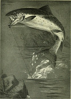 Whether fish, such as this hooked salmon, can be said to feel pain is controversial. Hooked Salmo salar sebago (flipped).jpg