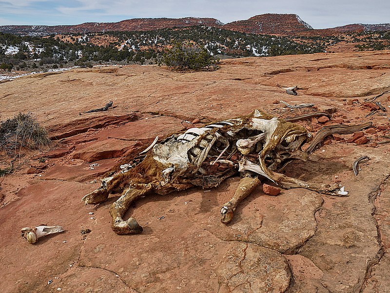 File:Horse carcass - Moccasin Mountain Dinosaur Tracksite.JPG