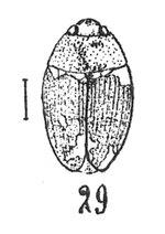 Vignette pour Hydrobius convexus