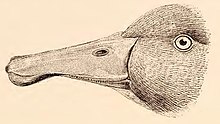 1888 illustration of the beak and head of the blue duck Hymenolaemus malacorhynchus, Gmelin. Whistling of Mountain Duck. "Wio.".jpg