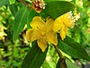 Hypericum subalatum.jpg