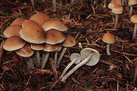 Ложноопенок. Ложноопёнок Моховой. Ложные опята. Hypholoma Ложноопенок. Hypholoma marginatum.