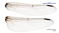 Ictinogomphus dobsoni female wings (35059957825).jpg