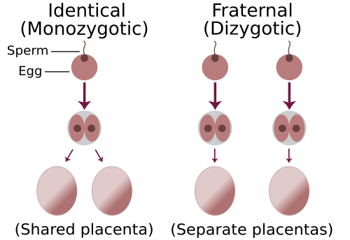 File:Identical-fraternal-sperm-egg.svg