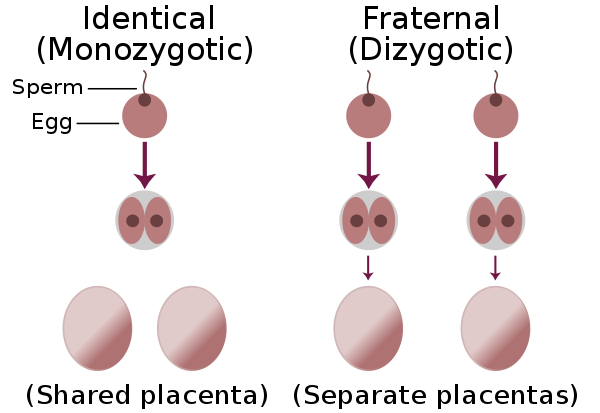 Comparison of zygote development in monozygotic and dizygotic twins. In the uterus, a majority of monozygotic twins (60–70%) share the same placenta but have separate amniotic sacs. In 18–30% of monozygotic twins each fetus has a separate placenta and a separate amniotic sac. A small number (1–2%) of monozygotic twins share the same placenta and amniotic sac. Fraternal twins each have their own placenta and own amniotic sac.