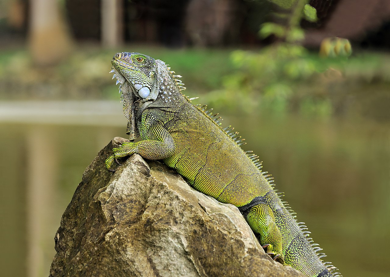 Tập tin:Iguana iguana Portoviejo 04.jpg – Wikipedia tiếng Việt