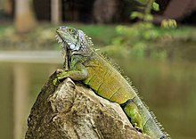 Un iguane vert, de l'ordre des squamates.