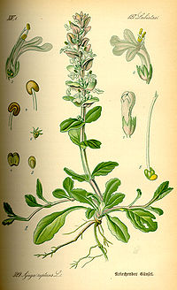 Illustration_Ajuga_reptans0.jpg