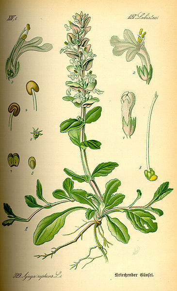 File:Illustration Ajuga reptans0.jpg