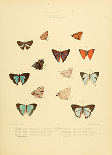 تصاویر Lepidoptera روزانه 68.jpg