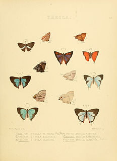<i>Penaincisalia</i> Butterfly genus in family Lycaenidae