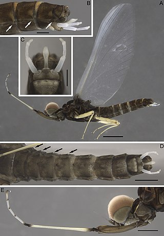 <span class="mw-page-title-main">Teloganodidae</span> Family of mayflies