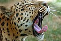 Indian Leopard.jpg