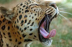 скачать леопард торрент - фото 5