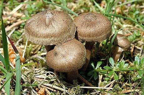 Inocybe lacera