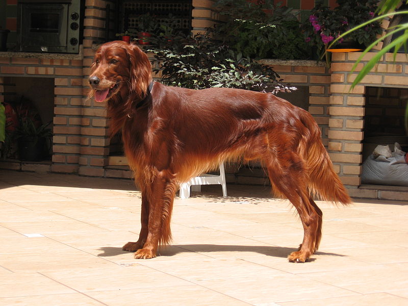 File:Irish Setter.jpg