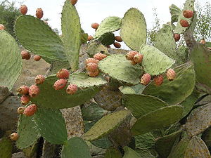 Opuntia ficus-indica or barbary fig) is a species of cactus and a long-domesticated crop plant grown primarily as a fruit crop, but also for the vegetable nopales and other uses.