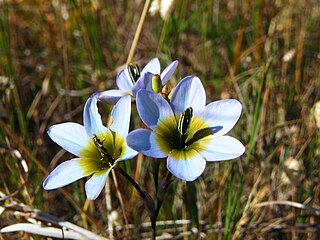 <i>Ixia monadelpha</i> South African geophyte