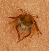 Ixodes holocyclus adult female tick early in attachment on human skin. The palps are splayed out on the surface of the skin. Ixodholfem7.jpg