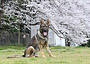 舞鶴陸警隊の警備犬「昴輝（こうき）」