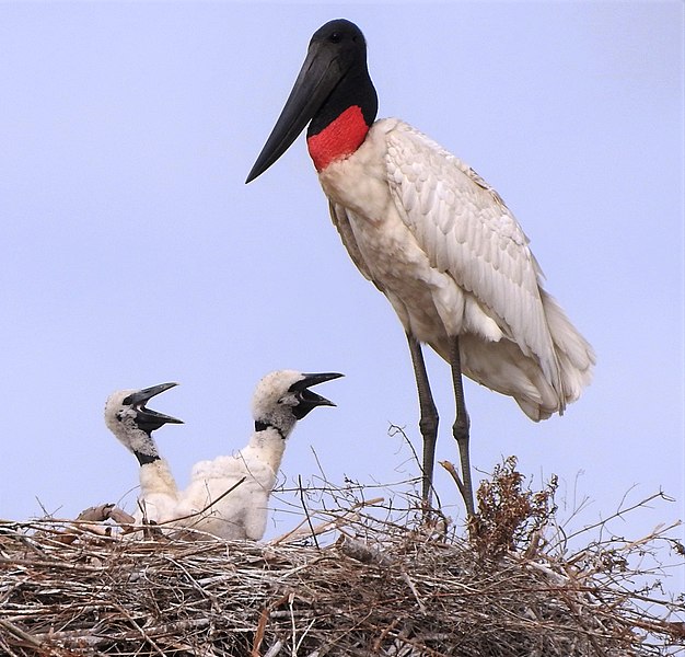 File:Jabiru mycteria con crías.jpg